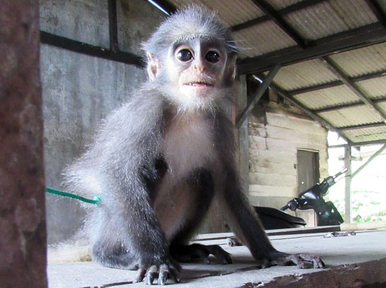 A Silvered Leaf Monkey Waiting for a Chance to be Back in the Wild Habitat (April 23, 2017) 